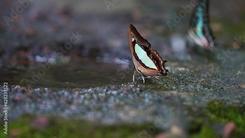 The Indian Yellow Nawab Beautiful butterflies with distinctive green stripes and brown stripes come to feed on minerals on the ground.  photo