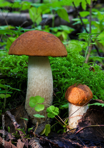Growing wild mushrooms (Leccinum albostipitatum) in natural environment forest.