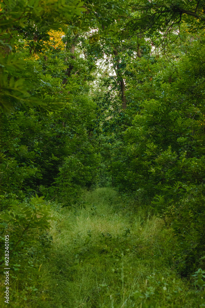 road in the forest, densely overgrown with thick, tall green grass, around which tall trees grow, creating a “tunnel” against the backdrop of lush green trees road in the forest, densely overgrown with thick, tall green grass, around which tall trees grow, creating a “tunnel” against the backdrop of lush green trees