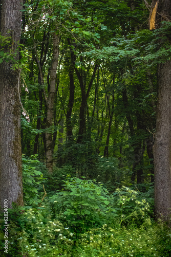 footpath in the woods © Kykes_