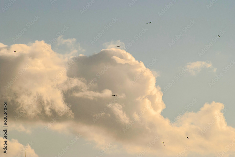white clouds with birds, painted yellow by the sun, on a blue sky white clouds with birds, painted yellow by the sun, on a blue sky