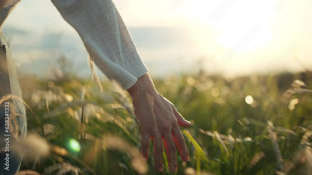 B roll - Hand of traveling woman touching meadow in the rays of the sunset summer, Female walks through the field in thick high grass, slow motion