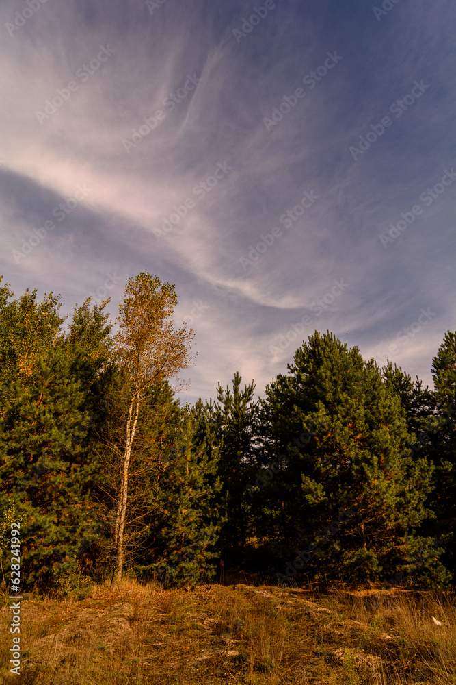 Obraz premium pine forest near a clearing with yellow grass, against a background of blue sky with white clouds
