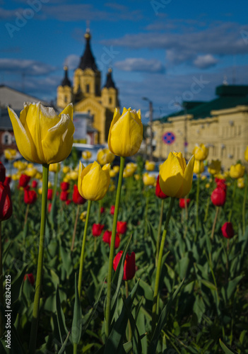 Tulip meadow and beautiful architecture. Yellow and red tulips.