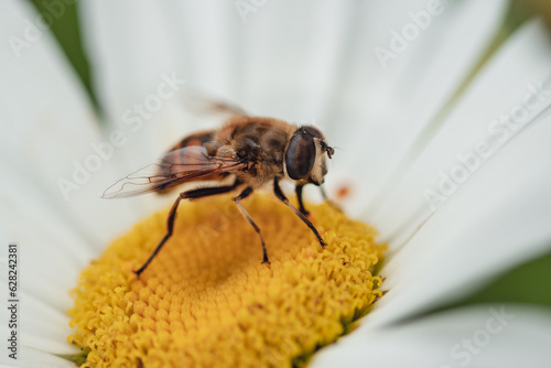 Exquisite Macro Shot of a Bee on a Vibrant Flower. Macro photography