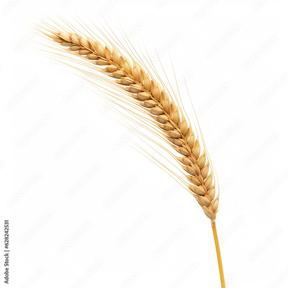 wheat ears isolated on white background generative in ai wheat ears isolated on white background generative in ai