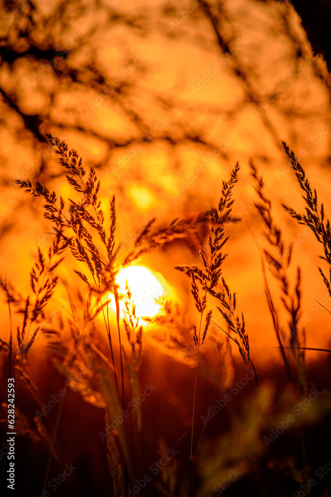 Obraz premium macro of yellow spikelets of wheat, against the backdrop of a bright orange sunset and blurry silhouettes of branches