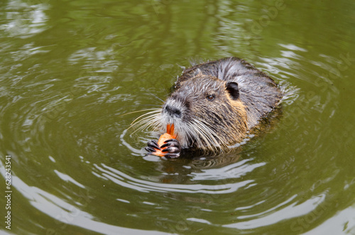 The nutria or water rat eats carrots and swims in the water.