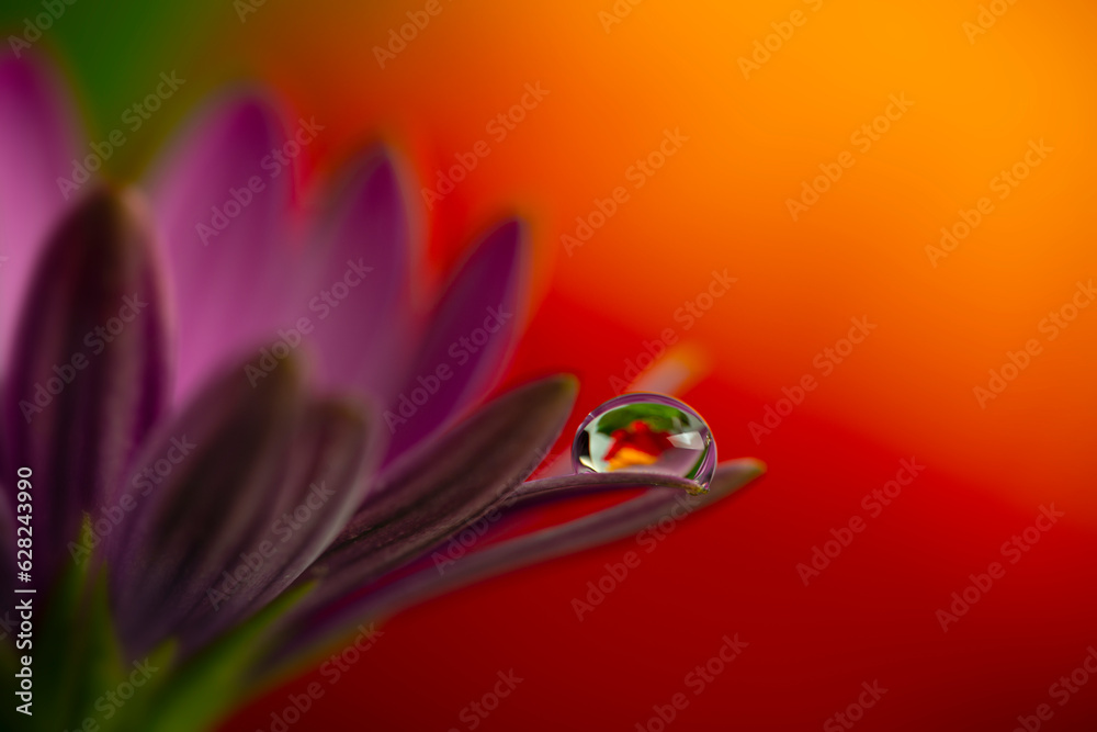 flower with dew dop - beautiful macro photography with abstract bokeh background flower with dew dop - beautiful macro photography with abstract bokeh background