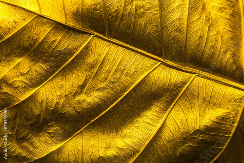 Close Up Patterns on gold leaf from Bodhi tree Isolated, planted in Thai temples. (also known as bo leave). concept of luxury to decorate. Gold-plated leaves deluxe natural design. photo