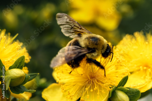 Species hypericum calycinum with pollinizing bee. photo