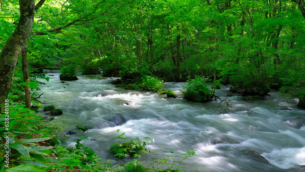 Obraz premium 奥入瀬渓流（7月）1