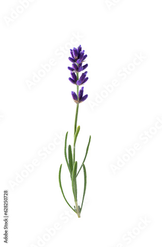Fototapeta Naklejka Na Ścianę i Meble -  Lavender flower isolated on transparent background. A twig of lavender flower with leaves for design.