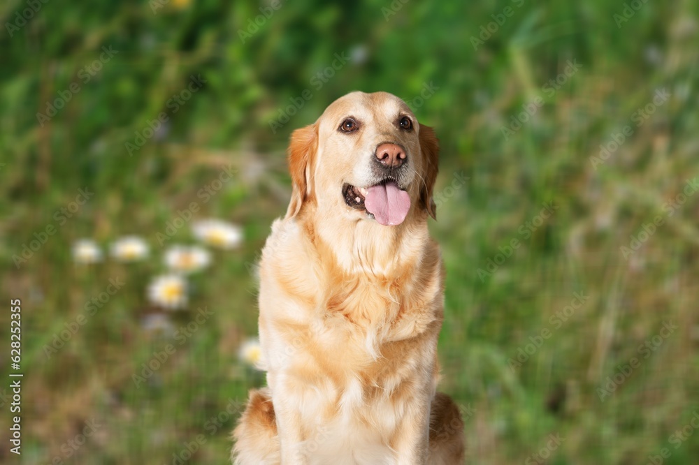 Cute smart dog pet walk outdoors. Cute smart dog pet walk outdoors.