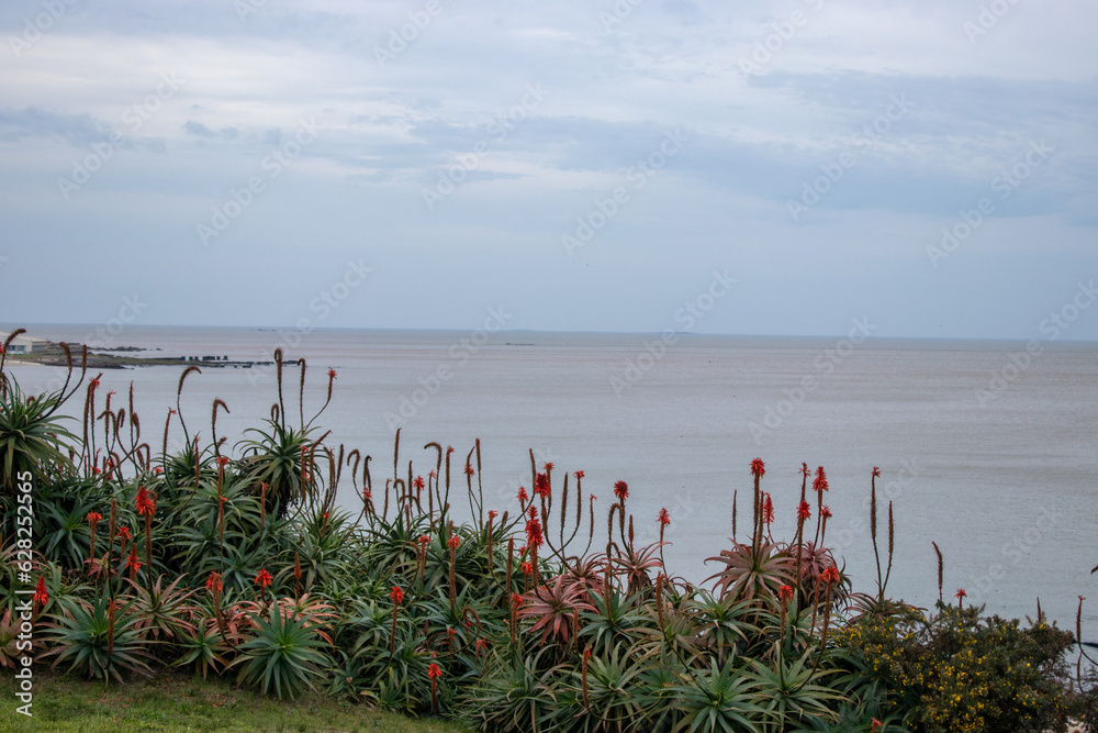 Fotografie Paisaje de aloes