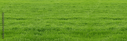 Banner with fresh green grass. Texture of green grass.