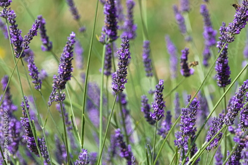 Levandula herb aka levander. Lovely and amazing aromatic blooming violet flower. Used in kitchen or cosmetic and beauty industry.