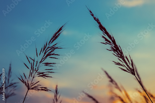 Grass flowers during the sunset. Shadow of plants with light in warm tone. Evening time on the hill. Soft focus in nature nackground.The image depicts loneliness without people.