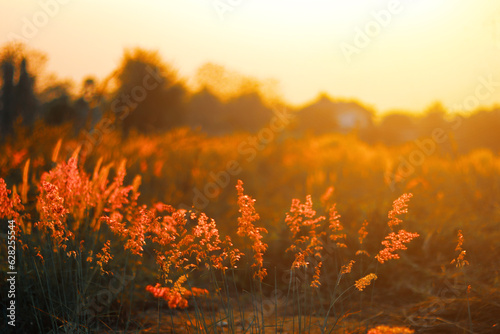 Grass flowers during the sunset. Shadow of plants with light in warm tone. Evening time on the hill. Soft focus in nature nackground.The image depicts loneliness without people.