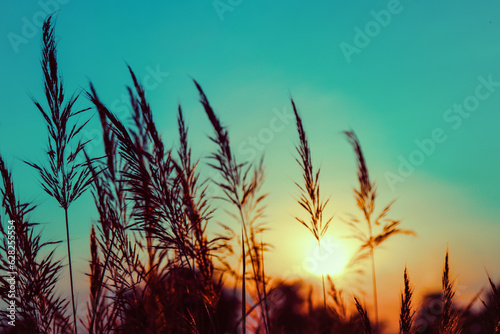 Fototapeta Naklejka Na Ścianę i Meble -  Grass flowers during the sunset. Shadow of plants with light in warm tone. Evening time on the hill. Soft focus in nature nackground.The image depicts loneliness without people.