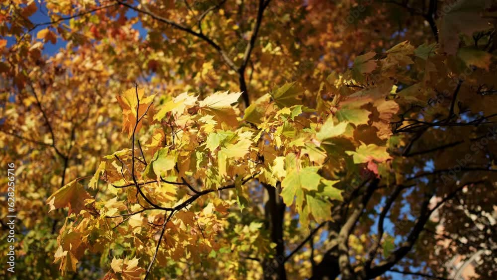 Close-up yellow-golden maple leaves on tree branch. Forest or park with path and fallen autumn leaves lying on ground on sunny day. Outdoors nature landscape. Wood at background sun rays and blue sky. Close-up yellow-golden maple leaves on tree branch. Forest or park with path and fallen autumn leaves lying on ground on sunny day. Outdoors nature landscape. Wood at background sun rays and blue sky.