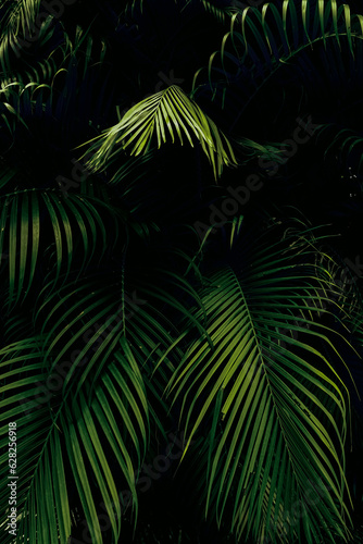 Tropical Palm leaves in the garden, Green leaves of tropical forest plant for nature pattern and background, People grow plants to make fences. color dark flat lay tone for input text. © panumas