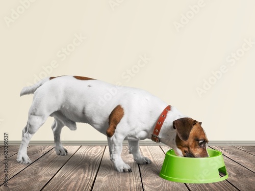 Cute young dog eating food from bowl