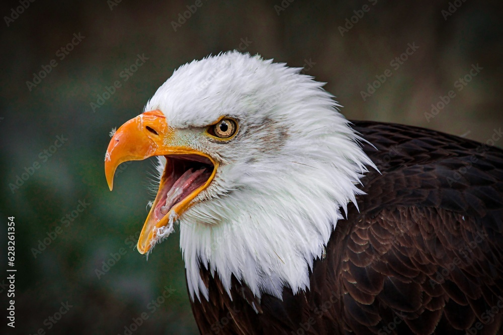 Obraz premium american bald eagle