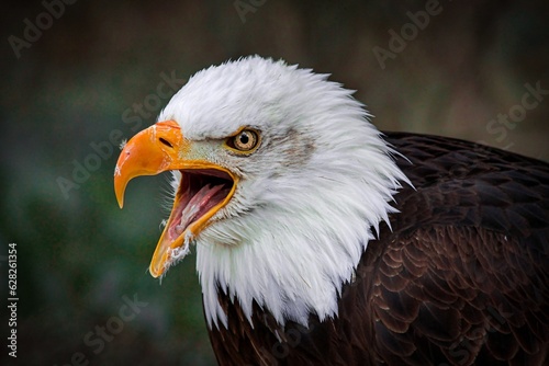 american bald eagle