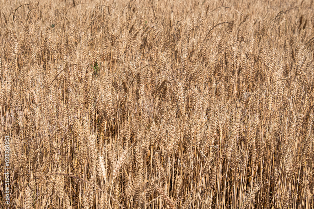 ripe ears in the wheat field. harvest time. ripe ears in the wheat field. harvest time.