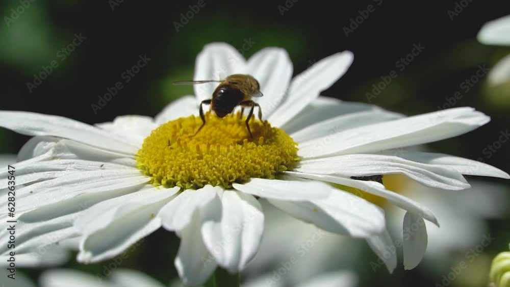 Abeja recolectando en una enorme margarita al sol Abeja recolectando en una enorme margarita al sol