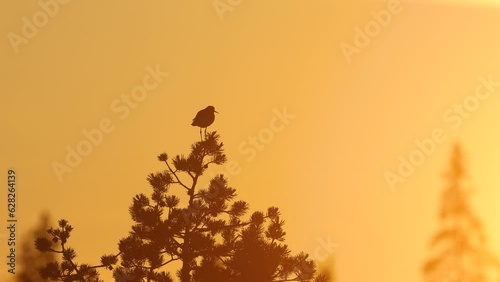 Silhouette of a Wood sandpiper perched and cleaning its feathers on a tree in a bog environment during a summery sunset near Kuusamo, Northern Finland photo
