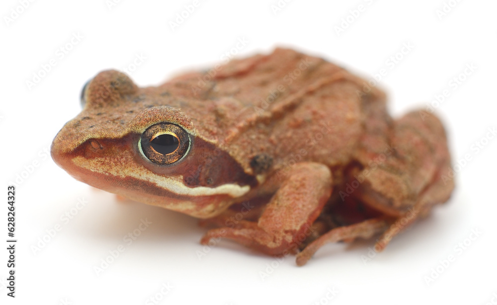 Obraz premium Brown frog isolated.