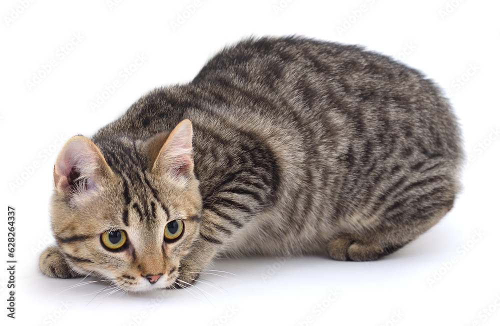Kitten on white background. Kitten on white background.