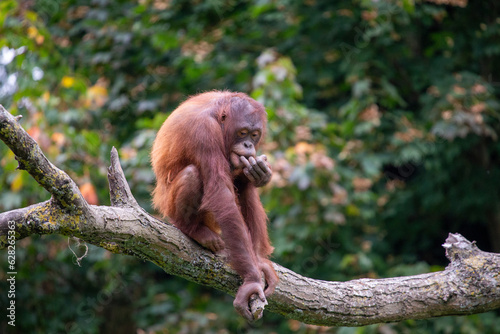 Orangutan (Pongo pygmaeus) - Captivating Primate of Southeast Asia