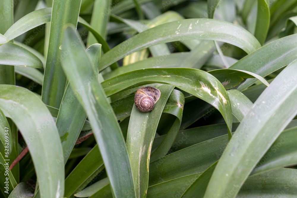 Obraz premium Caracol sobre plantas