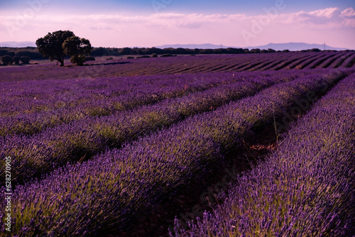 Campos de lavanda al atardecer en Brihuega, España donde este cultivo tiñe de morado el paisaje en verano