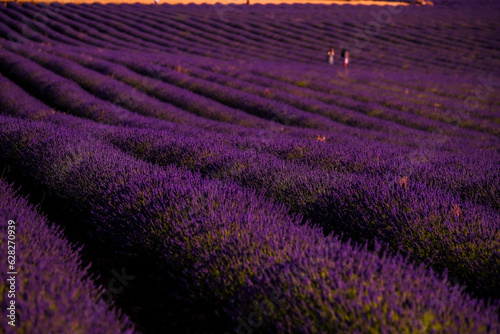 Campos de lavanda al atardecer en Brihuega, España donde este cultivo tiñe de morado el paisaje en verano