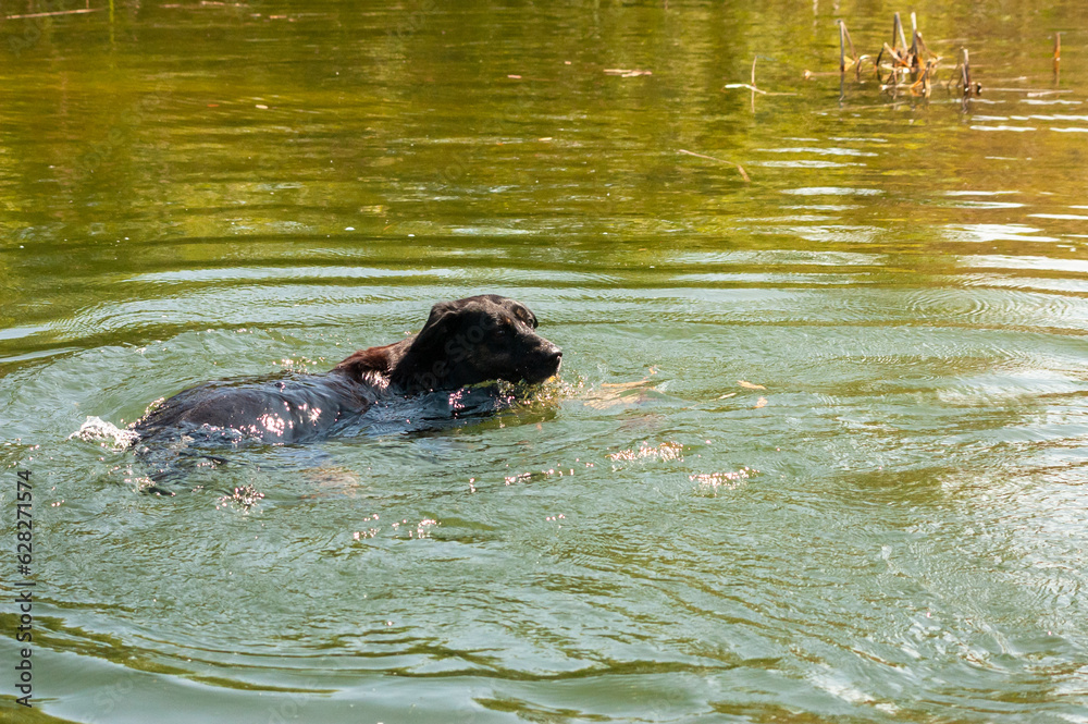 Fototapeta premium dog swims in the river in summer