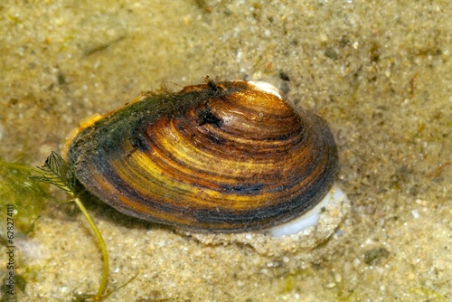 Painter mussel, Unio pictorum, in fluvial sediments of a river photo