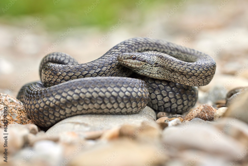 Obraz premium Smooth snake (Coronella austriaca) in natural habitat