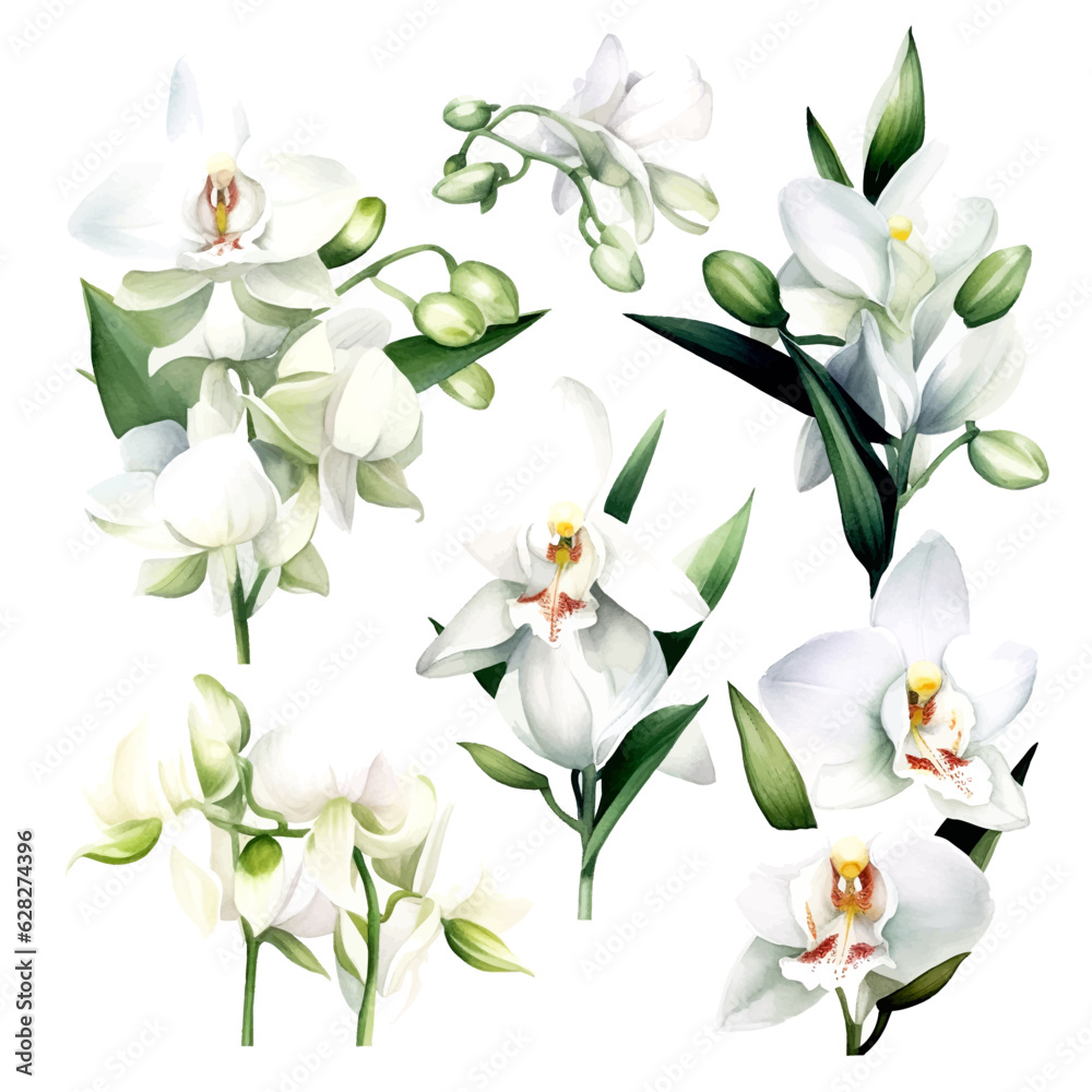 Obraz premium set of white orchid flowers, flower watercolor, leaves watercolor 