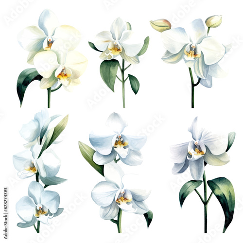 set of white orchid flowers, flower watercolor, leaves watercolor	