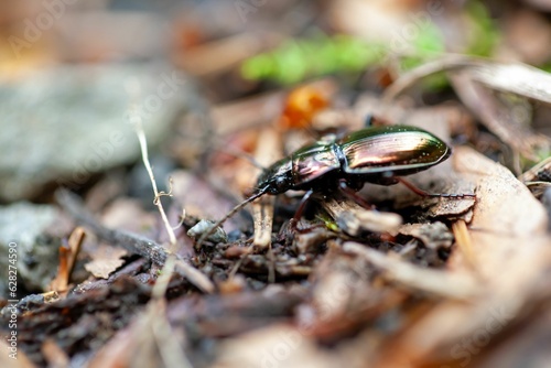 Ground beetle of the species Pterostichus burmeisteri