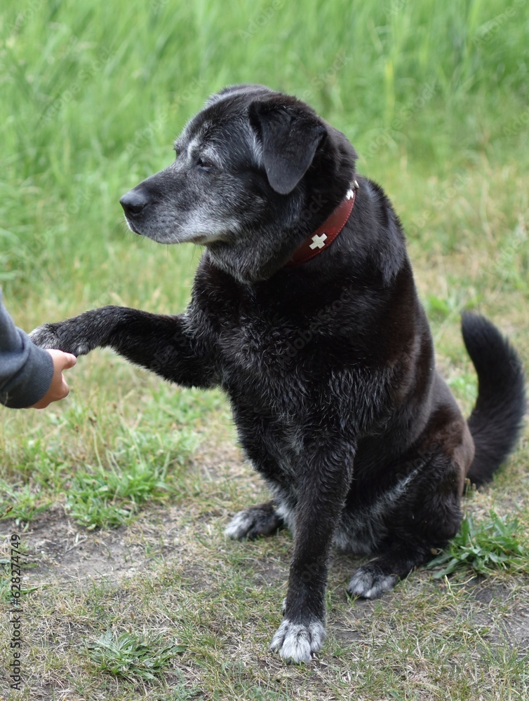 a large gray-haired dog gives a paw in a hand
