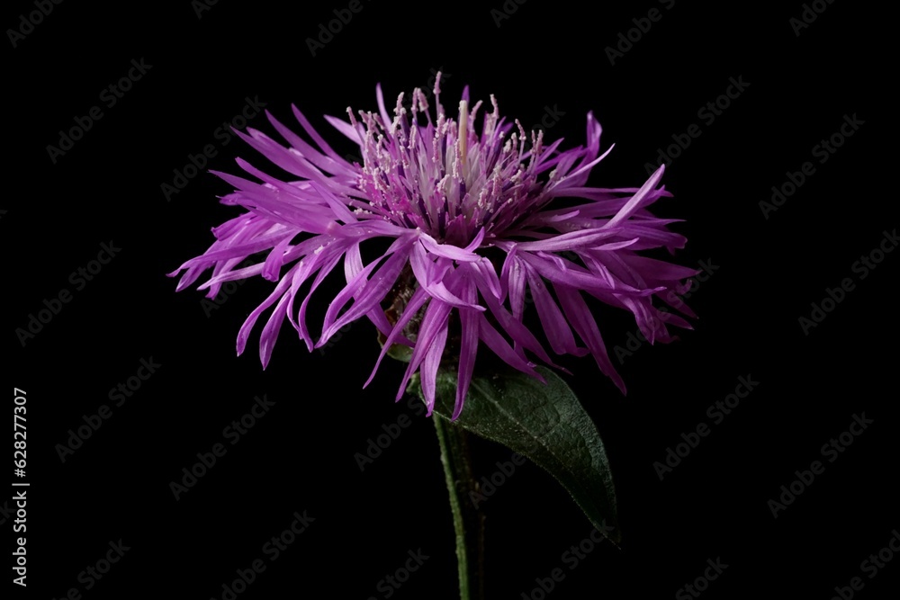 Beautiful background with purple knapweeds; Centaurea stoebe