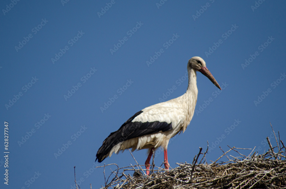 Fototapeta premium white stork stands on nest on blue sky day, ecology concept