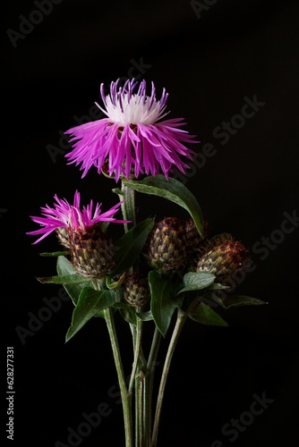 Beautiful background with purple knapweeds; Centaurea stoebe photo