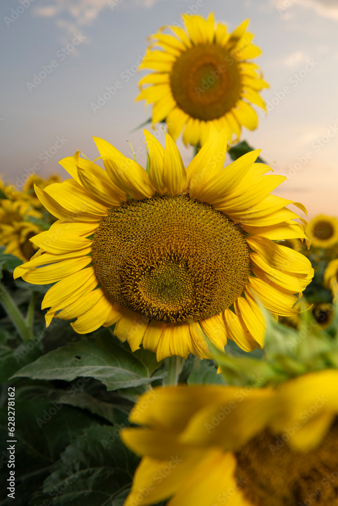 Fototapeta premium sunflowers in the field