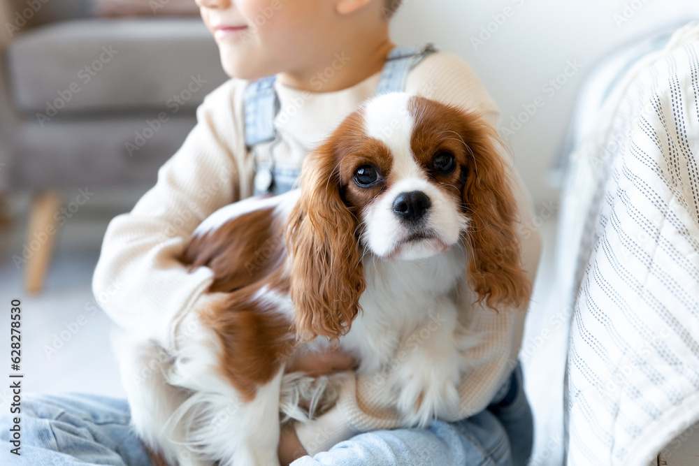 A little poppy of Cavalier King Charles Spaniel sits at the white room